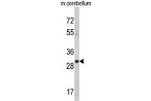 Western blot analysis of YWHAG Antibody (Center) in mouse cerebellum tissue lysates (35ug/lane). (14-3-3 gamma antibody  (Middle Region))