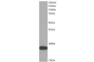 Image no. 1 for anti-PYD and CARD Domain Containing (PYCARD) (C-Term) antibody (ABIN374154) (PYCARD antibody  (C-Term))