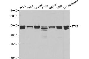 Western blot analysis of extracts of various cell lines, using STAT1 antibody (ABIN5969976) at 1/1000 dilution. (STAT1 antibody)