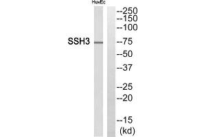 Western blot analysis of extracts from HuvEc cells, using SSH3 antibody. (SSH3 antibody  (Internal Region))