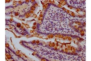 IHC image of ABIN7176254 diluted at 1:1000 and staining in paraffin-embedded human small intestine tissue performed on a Leica BondTM system. (TFF3 antibody  (AA 22-80))
