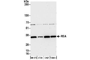 Western Blotting (WB) image for anti-Prohibitin 2 (PHB2) (AA 225-275) antibody (ABIN7450649)