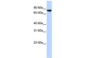 Image no. 1 for anti-Glycogen Synthase 2, Liver (GYS2) (AA 612-661) antibody (ABIN6740933)