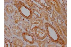 IHC image of ABIN7127853 diluted at 1:100 and staining in paraffin-embedded human kidney tissue performed on a Leica BondTM system.