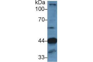 Western Blot; Sample: Mouse Skeletal muscle lysate; Primary Ab: 1µg/ml Rabbit Anti-Human LAMP2 Antibody Second Ab: 0. (LAMP2 antibody  (AA 29-192))