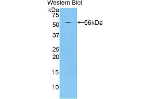 Western Blotting (WB) image for anti-Histidine-Rich Glycoprotein (HRG) (AA 93-328) antibody (ABIN1859201) (HRG antibody  (AA 93-328))
