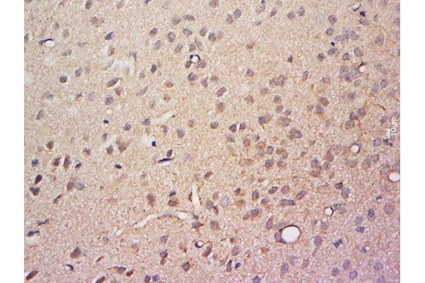 COMMD9 antibody  (AA 11-100)