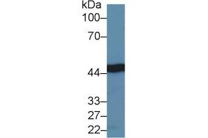 Rabbit Detection antibody from the kit in WB with Positive Control: Sample Human Liver lysate. (IDH1 CLIA Kit)