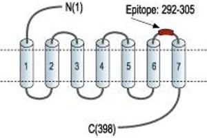 anti-KISS1 Receptor (KISS1R) (3rd Extracellular Loop), (AA 292-305) antibody (FITC)