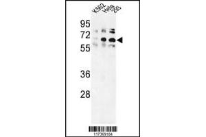 Western blot analysis of TRIP13 Antibody in K562, Hela, 293 cell line lysates (35ug/lane) (TRIP13 antibody  (N-Term))