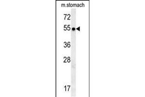 STA18 Antibody (N-term) (ABIN657881 and ABIN2846836) western blot analysis in mouse stomach tissue lysates (15 μg/lane). (SPATA18 antibody  (N-Term))