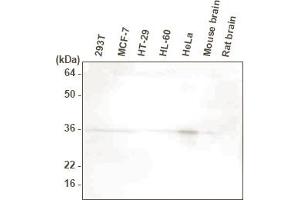 Western blot analysis. (HTRA2 antibody  (AA 134-458))