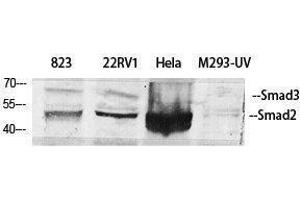 Western Blotting (WB) image for anti-Smad2/3 Transcription Factor (SMAD2/3) (Ser104) antibody (ABIN3186990) (Smad2/3 antibody  (Ser104))