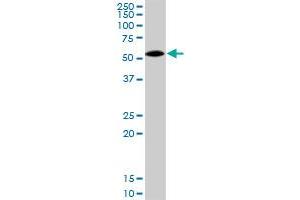 AHSG MaxPab rabbit polyclonal antibody. (Fetuin A antibody  (AA 1-367))