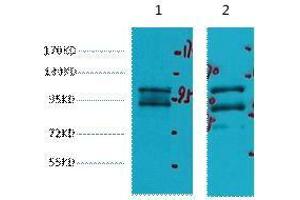 Western Blot (WB) analysis of 1) HeLa, 2) HepG2, diluted at 1:2000. (IDE antibody)
