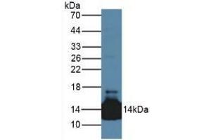 Detection of LACRT in Mouse Heart Tissue using Polyclonal Antibody to Lacritin (LACRT) (Lacritin antibody  (AA 20-138))