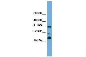 PEA15 antibody used at 0. (PEA15 antibody  (C-Term))