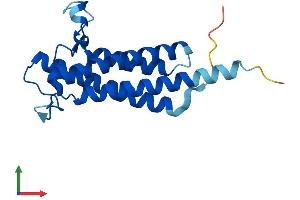 AlphaFold protein structure predicition of Human Recombinant VKORC1L1 Protein, UniprotID Q8N0U8 (VKORC1L1 Protein (AA 1-176) (His tag))