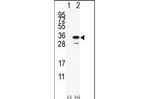 Western blot analysis of PD(arrow) using rabbit polyclonal PD Antibody (C-term) (ABIN390190 and ABIN2840681). (PDAP1 antibody  (C-Term))