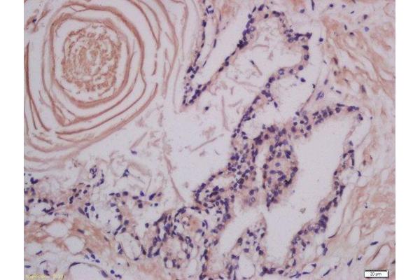 LMAN1 antibody  (AA 31-130)