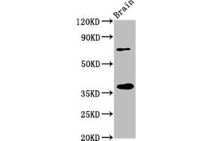 Western Blot Positive WB detected in: Rat brain tissue All lanes: EIF3I antibody at 3. (EIF3I antibody  (AA 1-323))