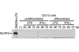 Mouse C2C12 myoblasts or the differentiated myocytes using horse serum were treated with LPS (1 μg/mL) or IFN-γ (100 ng/mL) for 24 to 72 h. (NLRP3 antibody  (Pyrin Domain))