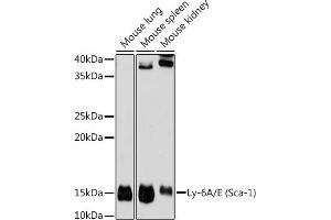 Western blot analysis of extracts of various cell lines, using Ly-6A/E (Sca-1) antibody (ABIN7268313) at 1:1000 dilution. (Sca-1/Ly-6A/E antibody)
