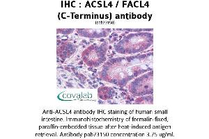 Image no. 2 for anti-Acyl-CoA Synthetase Long-Chain Family Member 4 (ACSL4) (C-Term) antibody (ABIN1731463) (ACSL4 antibody  (C-Term))