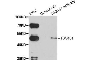 Immunoprecipitation analysis of 150ug extracts of HeLa cells using 3ug TSG101 antibody.