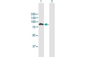 Western Blot analysis of POU2F1 expression in transfected 293T cell line by POU2F1 MaxPab polyclonal antibody. (POU2F1 antibody  (AA 1-743))