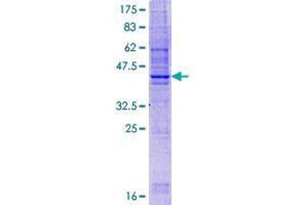 Tetraspanin 9 Protein (TSPAN9) (AA 1-157) (GST tag)