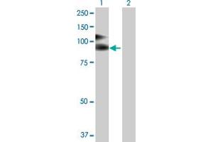 Western Blot analysis of VCAM1 expression in transfected 293T cell line by VCAM1 MaxPab polyclonal antibody. (VCAM1 antibody  (AA 1-739))