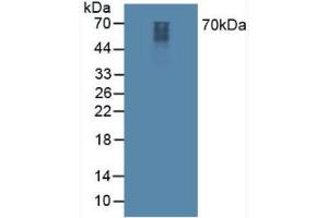 Western blot analysis of Mouse Cerebellum Tissue. (SYN1 antibody  (AA 113-420))