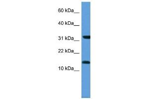 MGST3 antibody (70R-10042) used at 0. (MGST3 antibody  (N-Term))