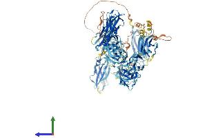 AlphaFold protein structure predicition of Mouse Recombinant Mybpc3 Protein, UniprotID O70468