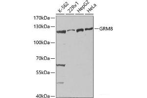 Western blot analysis of extracts of various cell lines using GRM8 Polyclonal Antibody at dilution of 1:1000. (GRM8 antibody)