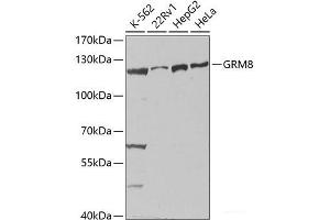 Western blot analysis of extracts of various cell lines using GRM8 Polyclonal Antibody at dilution of 1:1000. (GRM8 antibody)
