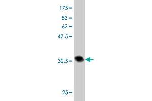 Western Blotting (WB) image for anti-Fatty Acid Amide Hydrolase (FAAH) (AA 480-579) antibody (ABIN515463)