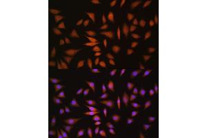 NRBF2 antibody  (AA 10-220)