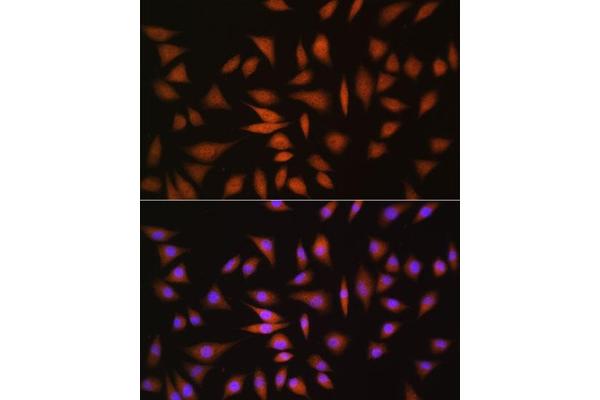 NRBF2 antibody  (AA 10-220)