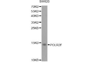 Western blot analysis of extracts of SW620 cells, using POLR2F antibody. (POLR2F antibody)