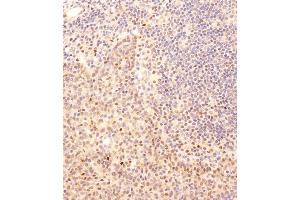 Immunohistochemical analysis of B on paraffin-embedded human tonsil tissue was performed on the Leica®BOND RXm. (SMAD2 antibody  (AA 201-230))