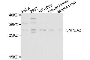 Western blot analysis of extracts of various cells, using GNPDA2 antibody.