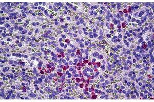 Anti-MPO / Myeloperoxidase antibody IHC staining of human spleen, neutrophils. (Myeloperoxidase antibody)