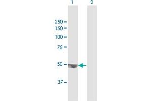 TRMT12 antibody  (AA 1-448)