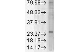 Western Blot analysis of Rat tissue lysate showing detection of KDEL Receptor protein using Mouse Anti-KDEL Receptor Monoclonal Antibody, Clone KR-10 . (KDELR antibody  (AA 192-212) (Atto 488))