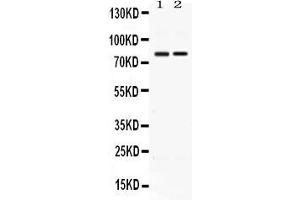 Western blot analysis of AMFR expression in rat thymus extract ( Lane 1) and HELA whole cell lysates ( Lane 2). (AMFR antibody  (AA 553-643))