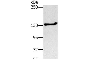 Western Blot analysis of Jurkat cell using NEMF Polyclonal Antibody at dilution of 1:200 (NEMF antibody)