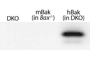 Lysates from mouse embryonic fibroblasts expressing no Bak (Bax-/-Bak-/- (DKO)), mouse Bak (Bax-/-), or WT human Bak (in DKO) were resolved by electrophoresis, transferred to nitrocellulose membrane, and probed with anti-Bak followed by Goat Anti-Rat Ig, Mouse ads-HRP (Goat anti-Rat Ig (Heavy & Light Chain) Antibody (HRP))
