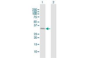 Western Blot analysis of ATP1B3 expression in transfected 293T cell line by ATP1B3 MaxPab polyclonal antibody. (ATP1B3 antibody  (AA 1-279))